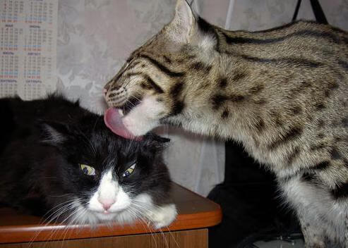 绿茵场上的墨西哥克星，阿尔瓦雷斯何以持续撕裂高原雄鹰的防线？