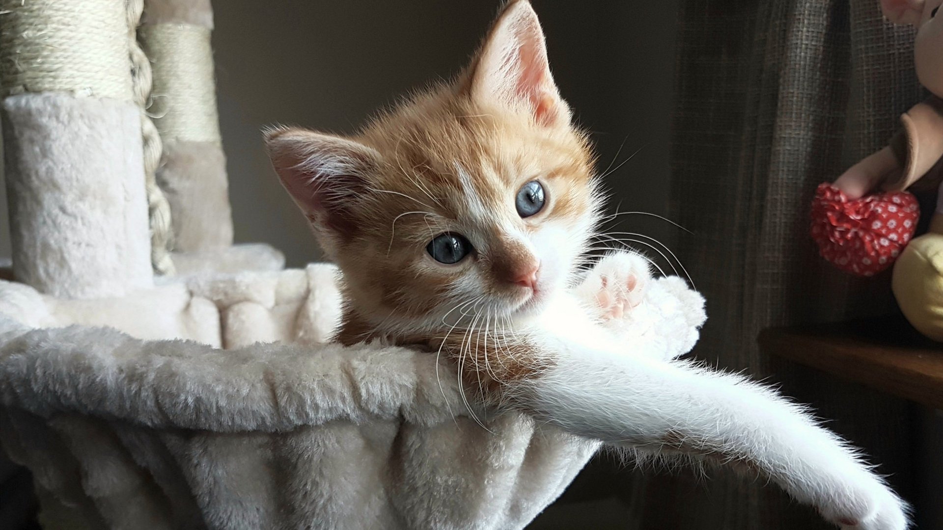 秩序颠覆者，当利拉德为魔术植入关键基因