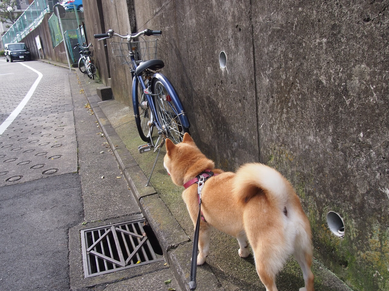 唯一性,罗德里戈如何定义2026世界杯之夜