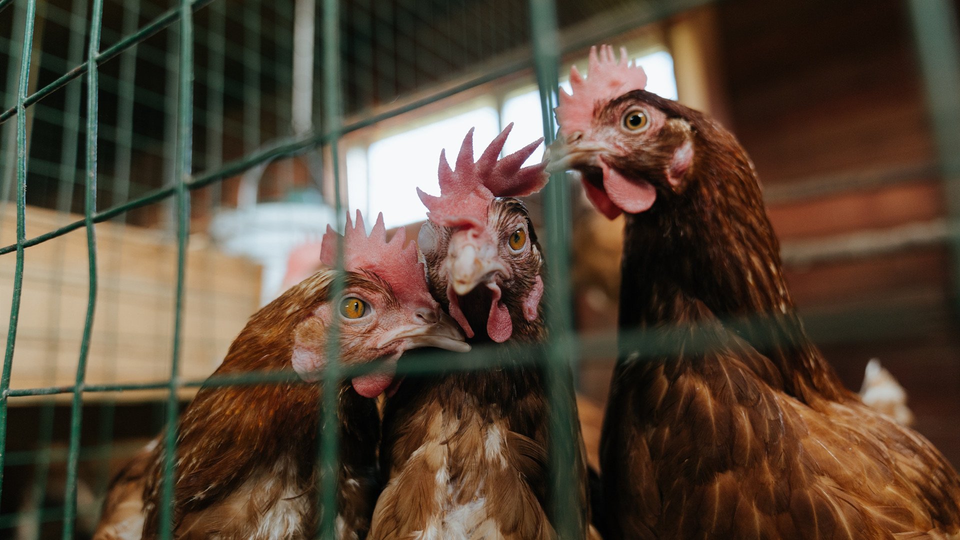 孤星与群狼，恩比德扛起全队难敌骑士末节带走国王