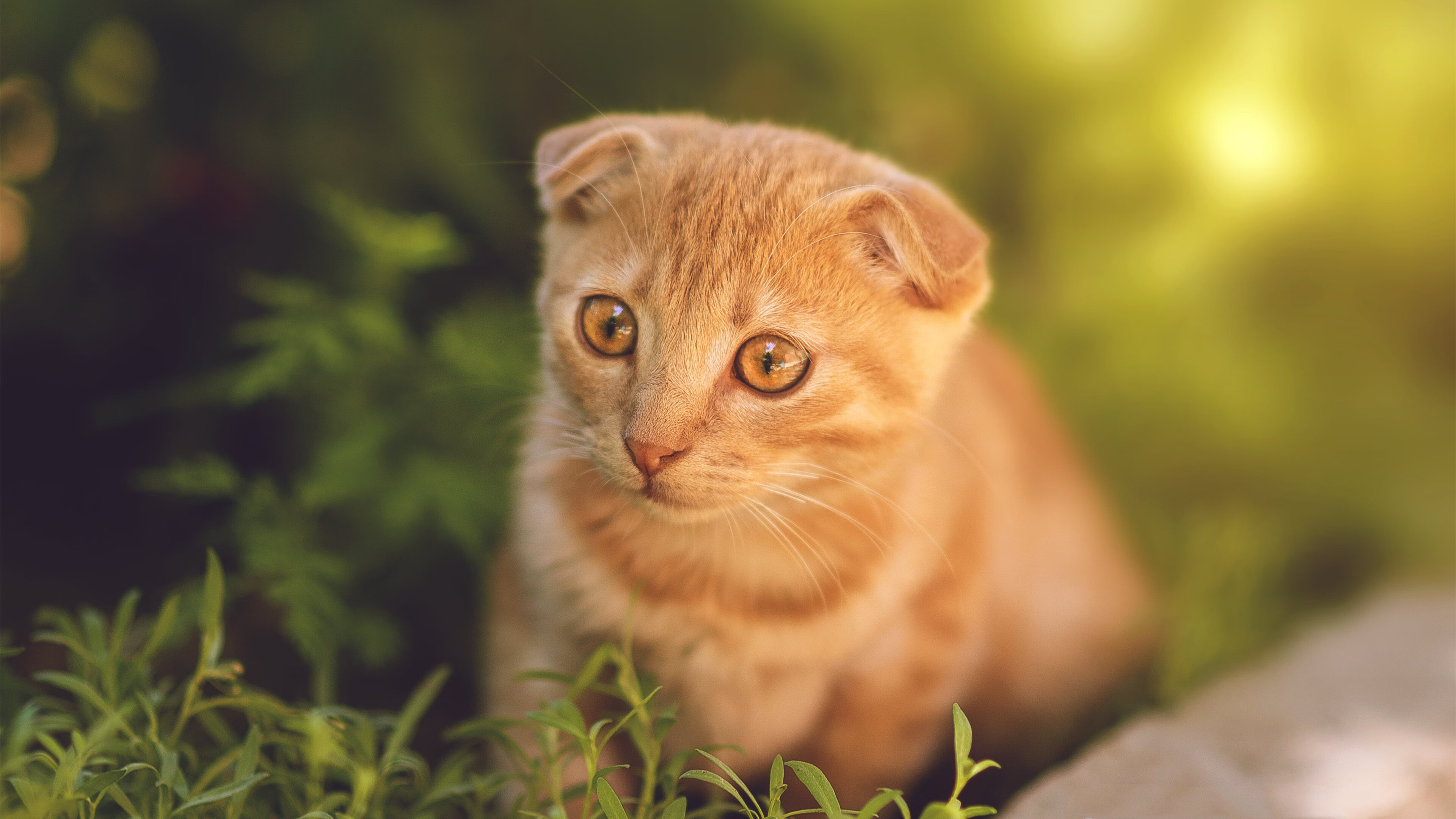 东方智慧与北美狂想,当莫兰特数据拉满遭遇北京队的战术公式