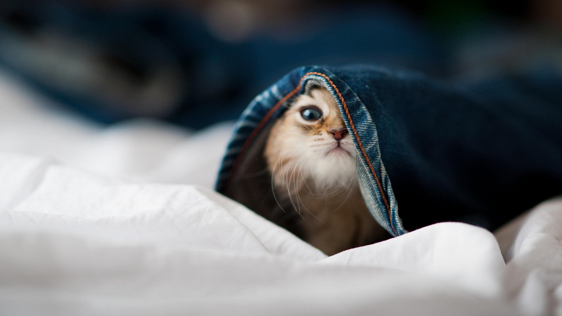 开云体育在线-梦幻体育夜，广厦力克开拓者，爱德华兹闪耀欧冠