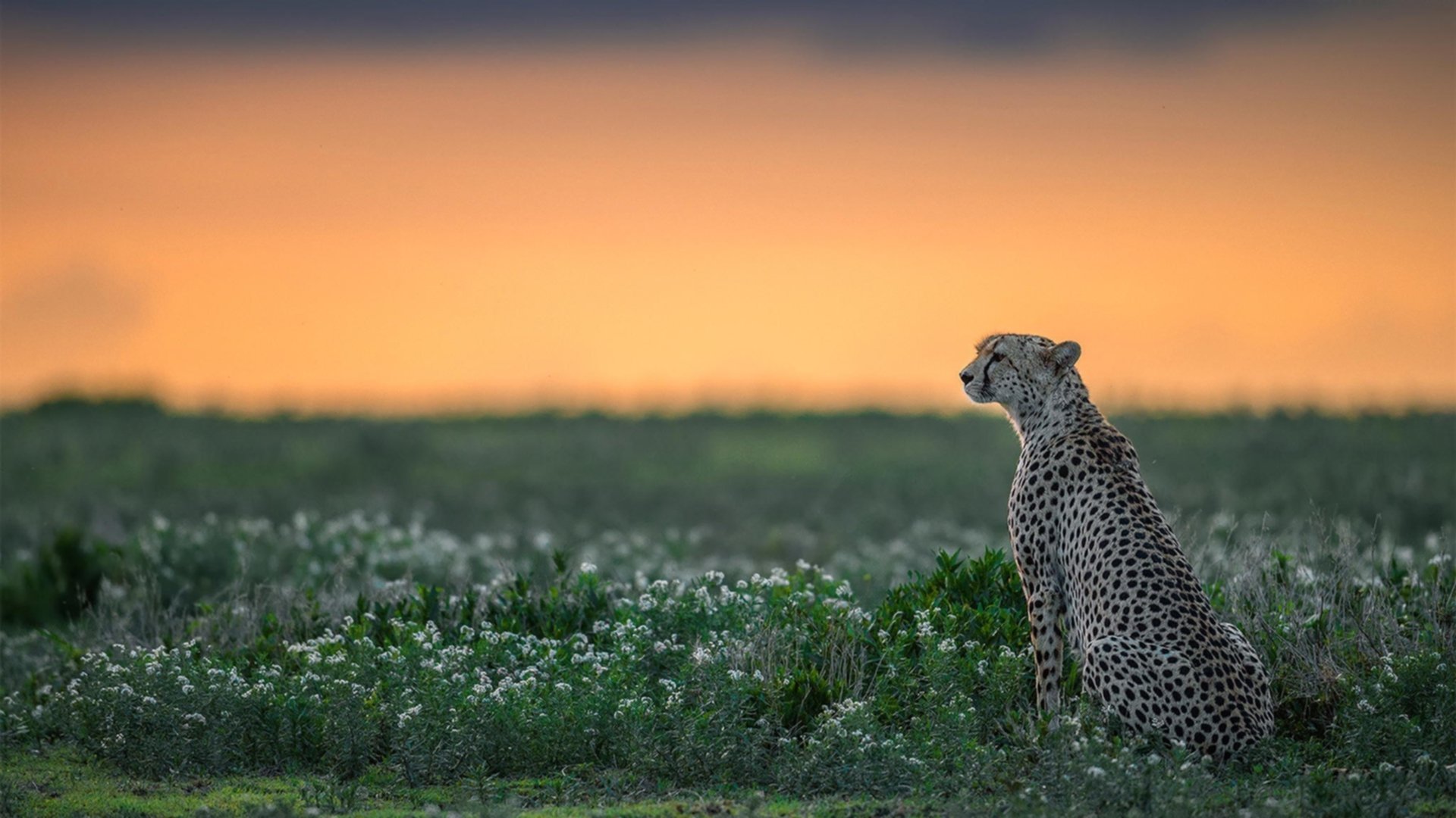 决战阿兹特克，当篮网式闪电战撕碎墨西哥足球心脏